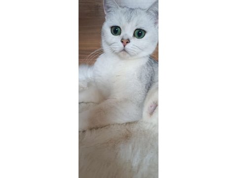 2 yaşında dişi british shorthair