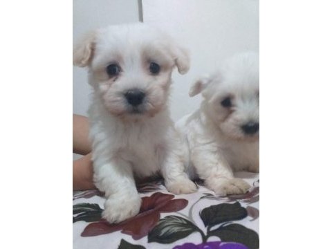 Tecaup maltese terrier