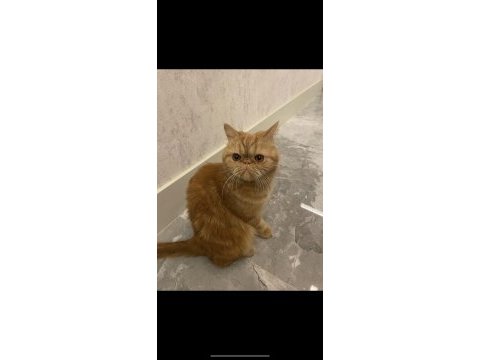 3 yaşında exotic shorthair erkek kedimiz