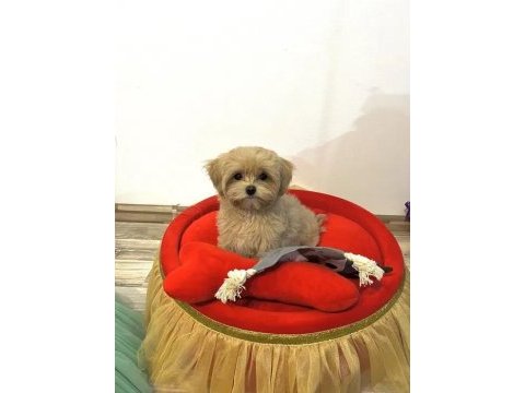 Baby face maltipoo yavrularımız