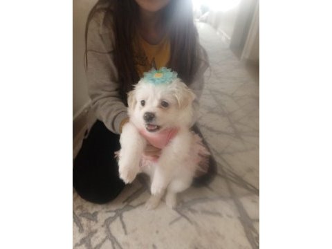 Çok sevimli maltipoo