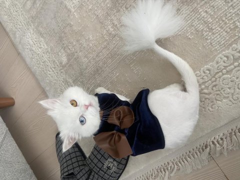 Chinchilla 11 aylık kedimiz