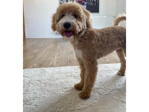 4.5 aylık her şeyi tam maltipoo
