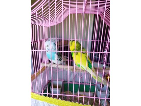 1 erkek ve 1 dişi muhabbet kuşu