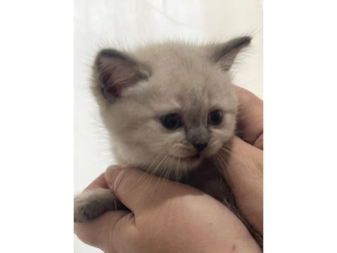 Bulupoint ponçikler teslime hazır