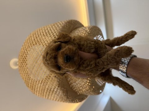 Kore maltipoo yavruları yeni ailesine hazır