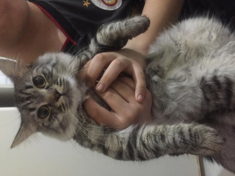 7 aylık british longhair