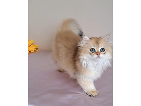British longhair golden sevimli cana yakın uysal