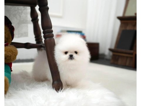Boo pomeranian ayı surat yavrularımız
