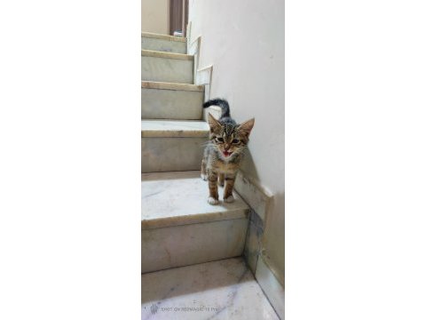 Sokakta kalmış yavru tekir
