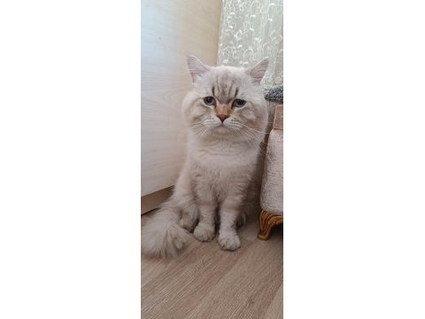 British longhair lynx point