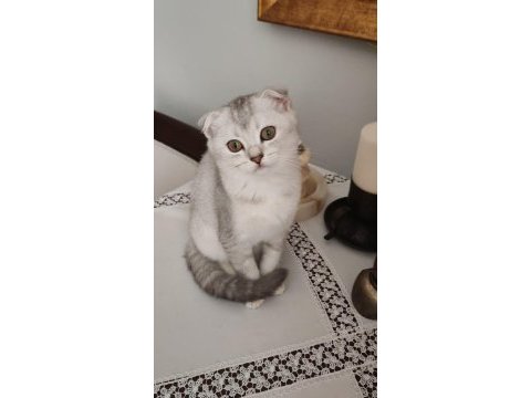 3 aylık silver scottish fold dişi yavru