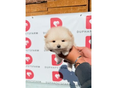 Ayıcık yüzlü sevimli pomeranian yavrularımız