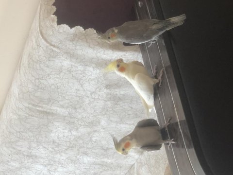 Yeni sultan papağanı yavruları