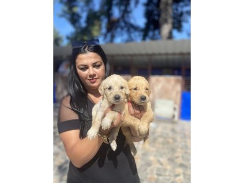 Safkan golden retriever yavrularım