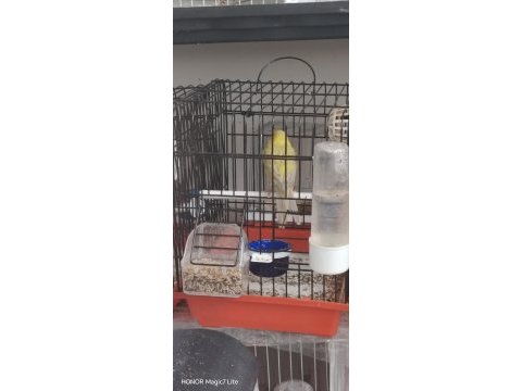 Kanarya ve kafes çeşitleri