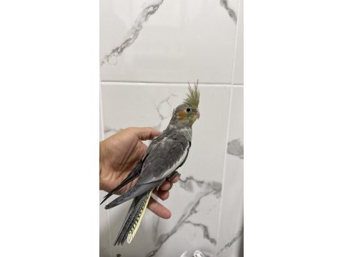 Sultan papağanı sahiplendirilecek