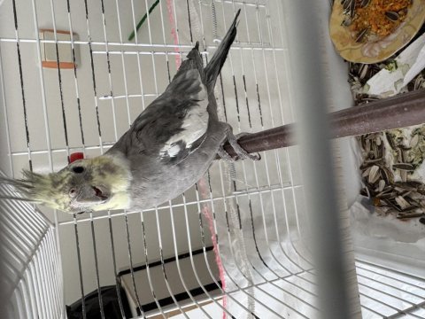 1 adet sultan papağanı