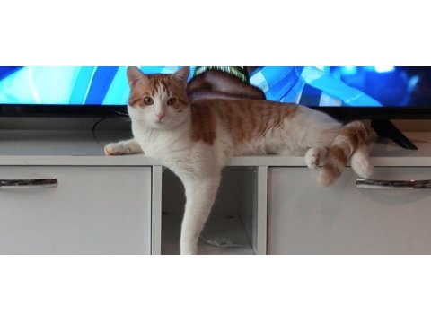 Ücretsiz sahiplendirilecek 2 kedimiz
