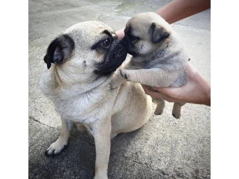 Pug mops 55 65 günlük erkek dişi yavrular