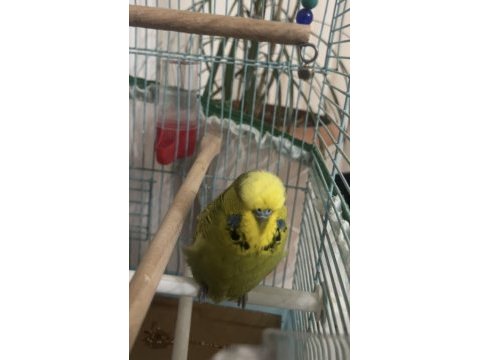 Jumbo erkek damızlık muhabbet kuşu