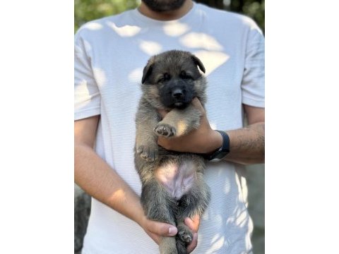 A kalite alman çoban köpeği yavruları