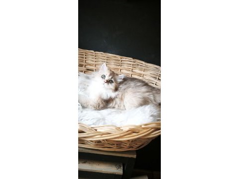 Ny25 dişi british longhair