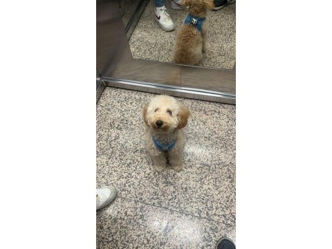 Erkek 5 aylık toy poodle