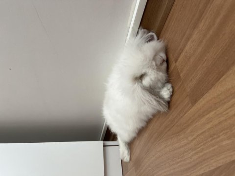 3 aylık hollanda lop tavşan