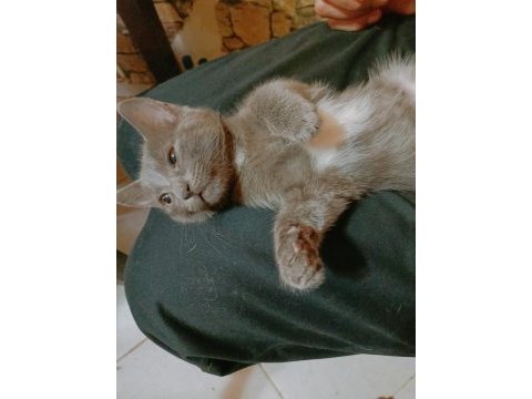 Scottish fold kedim paspası ücretsiz sahiplendiriyorum
