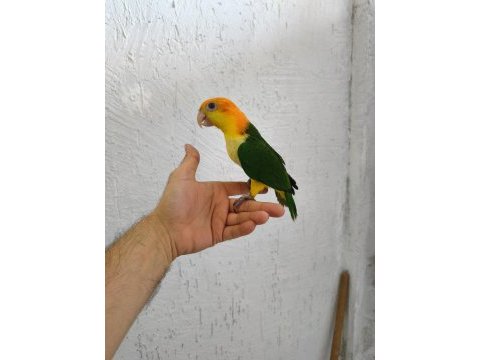 Biblo gibi bebek caique