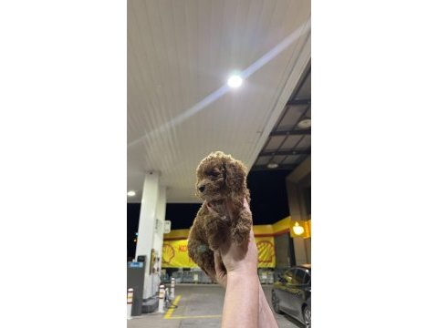 Toy poodle yavrularımız yeni yuvasını arıyor