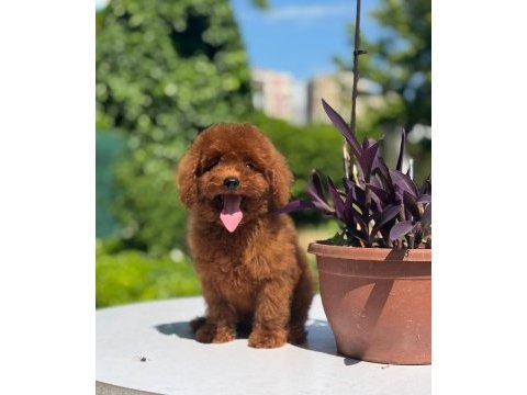 Orjinal red toy poodle yavrularımız
