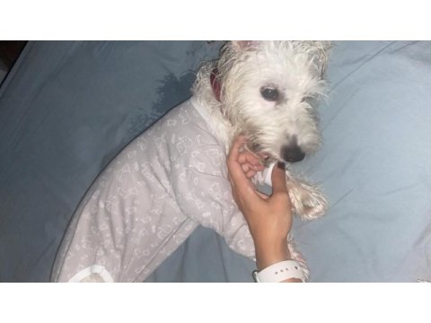 1 yaşında güzeller güzeli dişi terrier