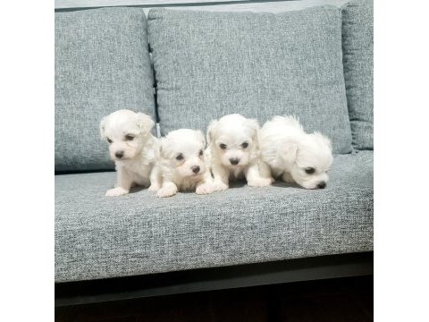 0 numara maltese terrier minnaklarım