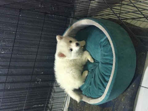 Pomeranian 3 aylık erkek acil sahiplendirilecektir