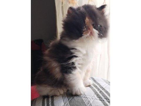 Exotic shorthair tüm türkiye geneli gönderim mevcut