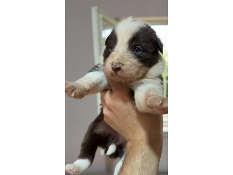 Border collie yavruları