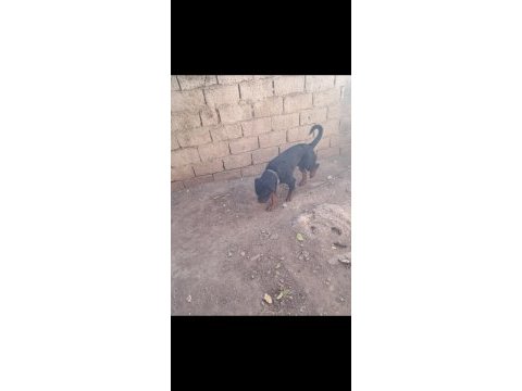 Alan koruması üst seviyede rottweiler