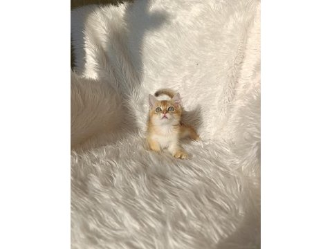 British shorthair golden oğlumuz