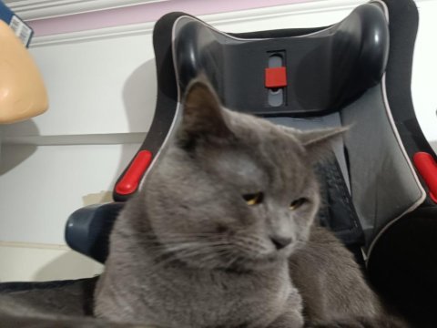 1 yaşında uysal erkek british shorthair