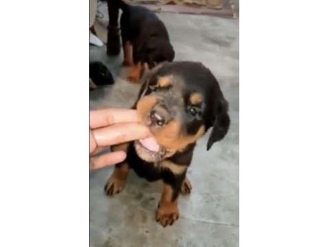 Profesyonel koruma köpekleri
