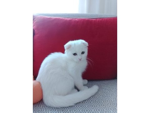 Scottish fold erkek kedimiz