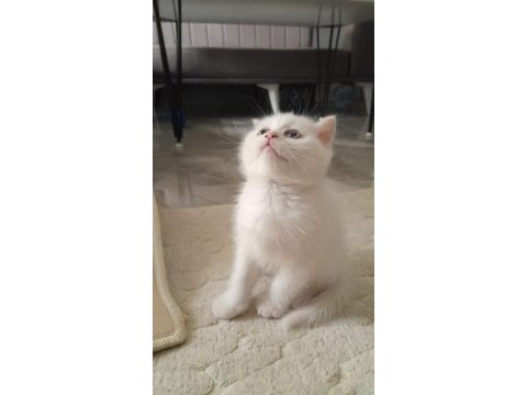 British shorthair yavrularımız