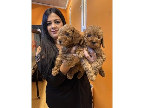 Sağlık ve ırk garantili toy poodle yavrularım