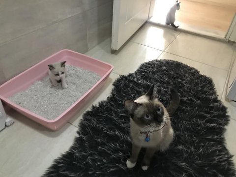 1.5 aylık siyam yavru kedileri