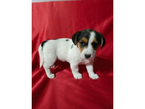 Jack russell dişi yavrular