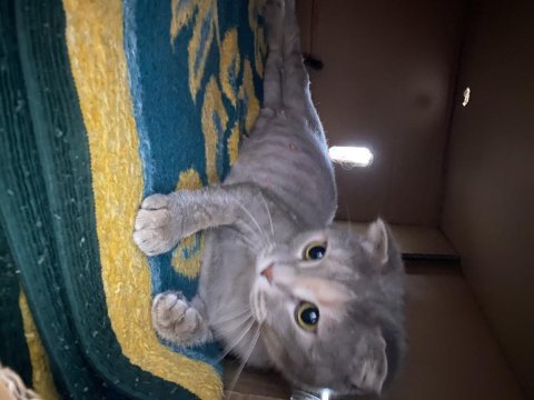 Dişi scottish fold kedimiz