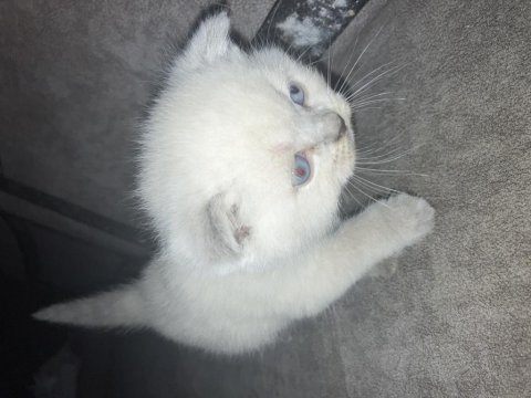 Eklem ağrısız scottish fold yavrular