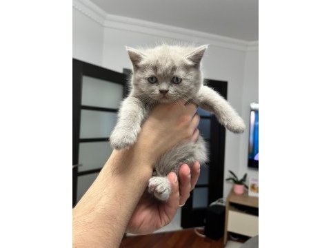 Dişi british shorthair yuva arıyor
